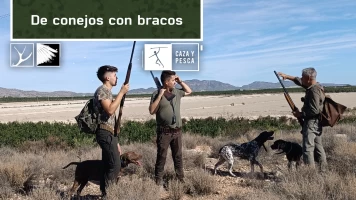 De conejos con bracos