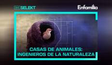Casas de animales: ingenieros de la naturaleza