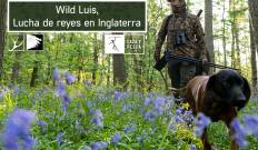 Wild Luis: Lucha de reyes en Inglaterra