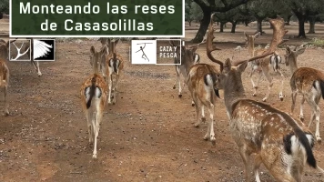 Monteando las reses de Casasolilla