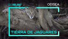Tierra de jaguares