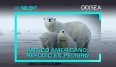 Ártico americano: refugio en peligro