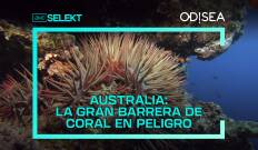 Australia: La Gran Barrera de Coral en peligro