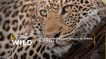 Los depredadores más letales de África