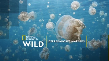 Depredadores marinos