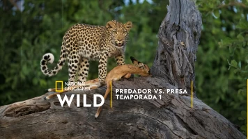 Predador vs. presa