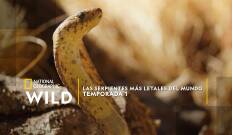 Las serpientes más letales del mundo