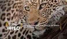 Los depredadores más letales de África: Asesinos insólitos