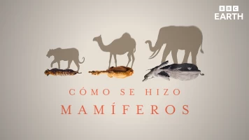 Cómo se hizo Mamíferos
