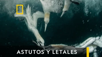 Astutos y letales