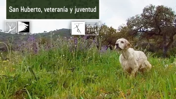 San Huberto. Veteranía y juventud