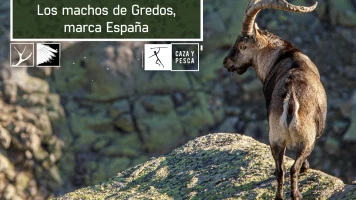 Los machos de Gredos: marca España