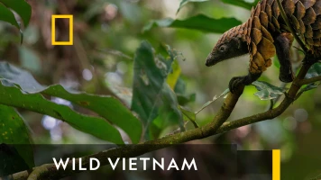Wild Vietnam