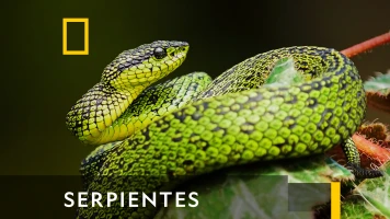 Serpientes