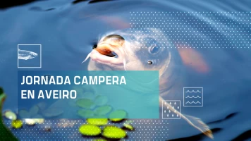 Jornada carpera en Aveiro