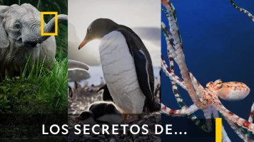 Los secretos de...