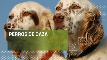 Perros de caza