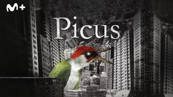 Picus