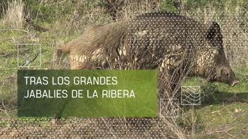 Tras los grandes jabalíes de La Ribera