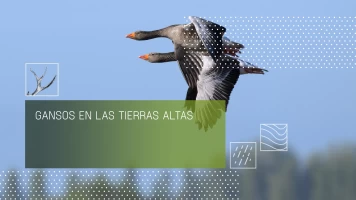 Gansos en las tierras altas