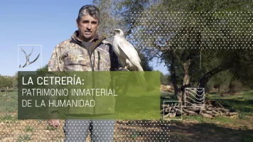 La cetrería: patrimonio inmaterial de la humanidad