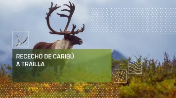 Rececho de caribú a traílla