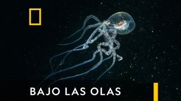 Bajo las olas