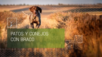 Patos y conejos con braco