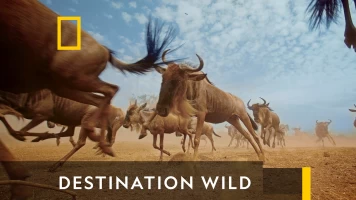 Destination Wild