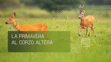 La primavera al corzo altera