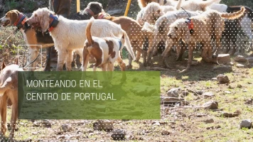 Monteando en el centro de Portugal