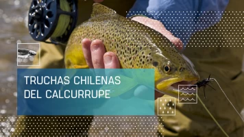 Truchas chilenas del Calcurrupe