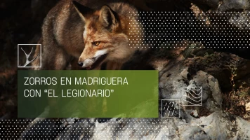 Zorros en madriguera con el legionario