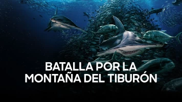 Batalla por la montaña del tiburón