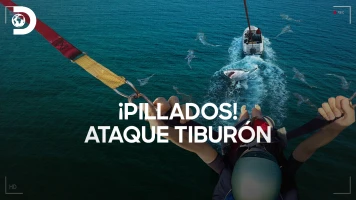 ¡Pillados! Ataque tiburón