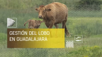 Gestión del lobo en Guadalajara