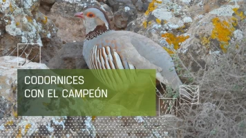 Morunas y codornices canarias