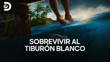 Sobrevivir al tiburón blanco