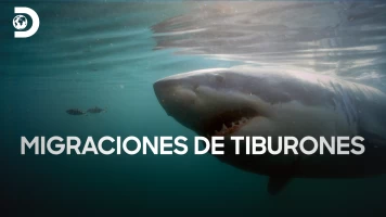 Migraciones de tiburones