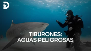 Tiburones: Aguas peligrosas