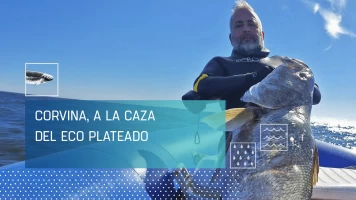 Corvina, a la caza del eco plateado