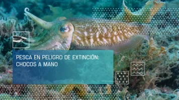 Pesca en peligro de extinción: chocos a mano