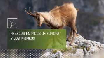 Rebecos en Picos de Europa y los Pirineos