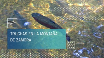Truchas en la montaña de Zamora