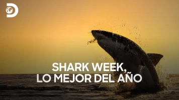 Shark week: lo mejor del año