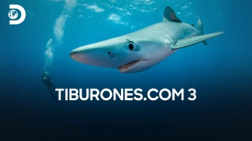 Tiburones.com 3