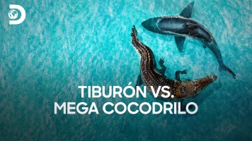 Tiburón vs. mega cocodrilo