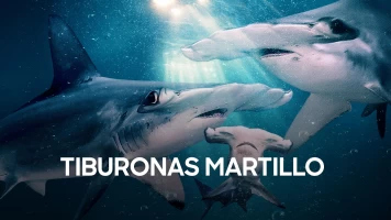 Tiburonas martillo