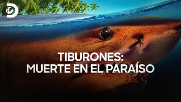 Tiburones: muerte en el paraíso