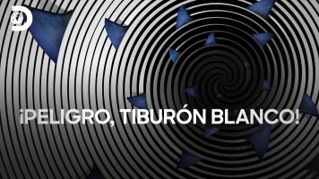 ¡Peligro, tiburón blanco!